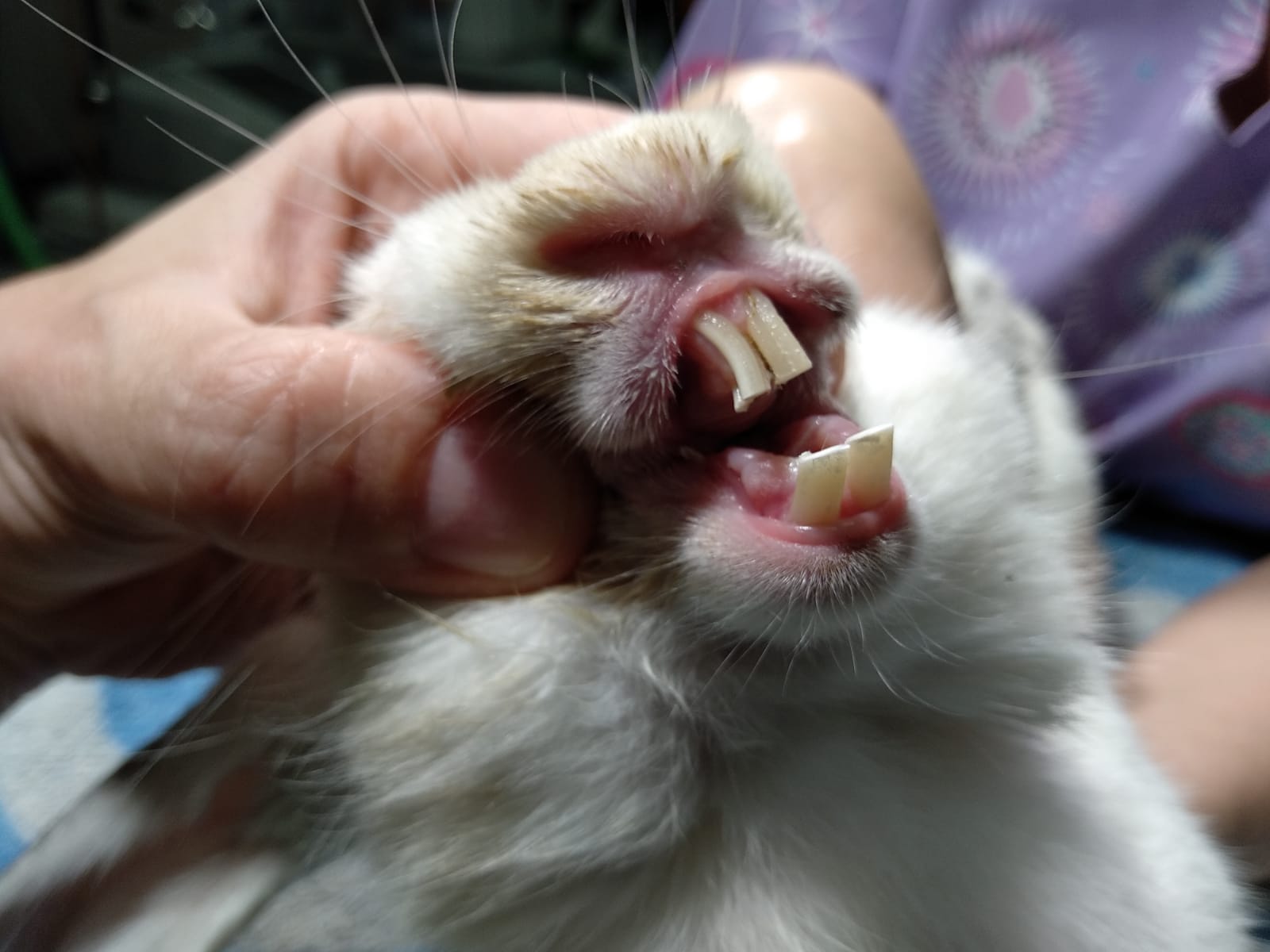 Pitiusa dientes después.jpg